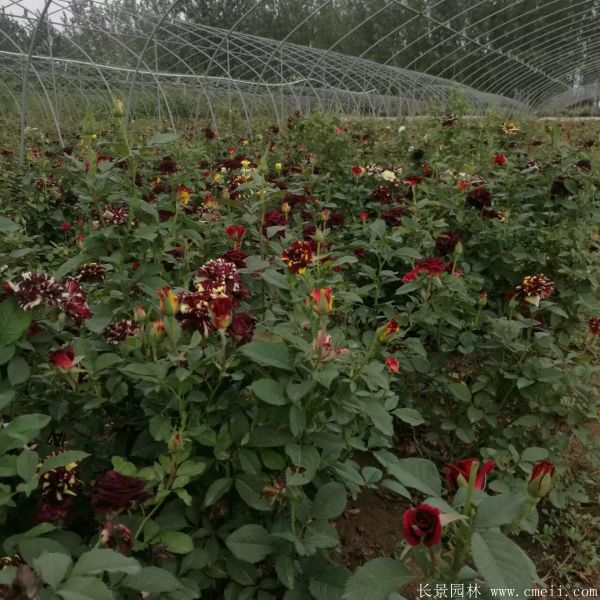 雜種香水月季圖片 雜種香水月季圖片