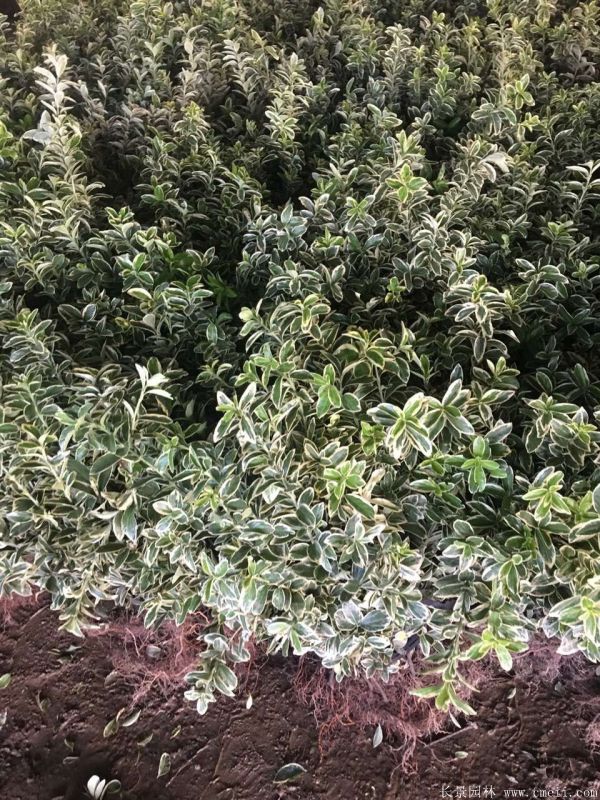 金邊黃楊小苗圖片基地實拍 金邊黃楊小苗圖片基地實拍