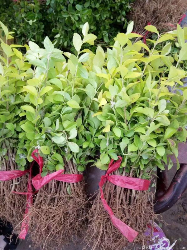 金葉女貞小苗 金葉女貞小苗