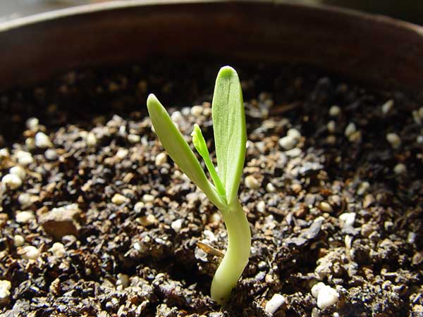 銀合歡種子發芽出苗圖片