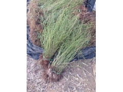 棣棠球價格是怎么計算的，多少錢一棵？