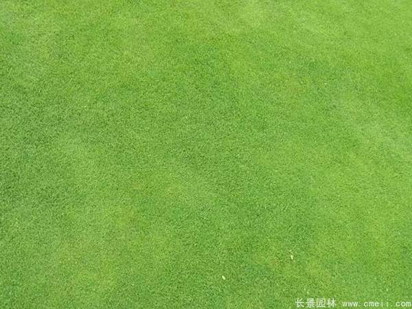 老鷹草草坪圖片