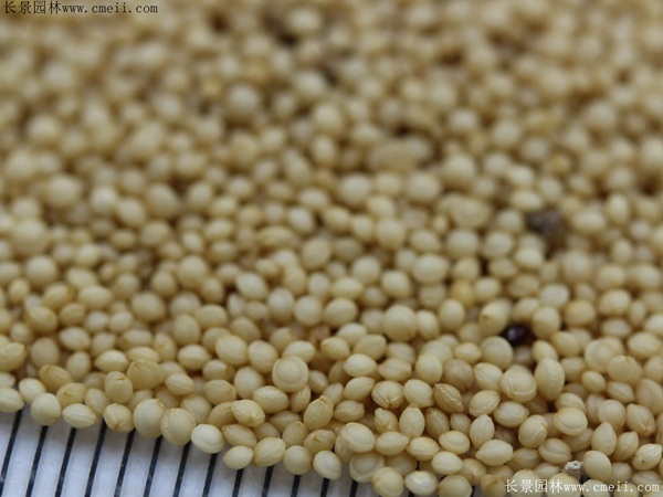 籽粒莧種子圖片 籽粒莧種子圖片