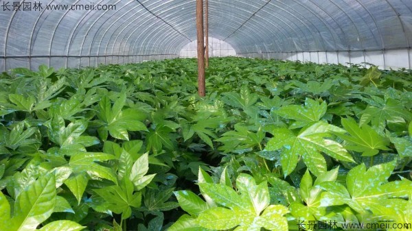 八角金盤(pán)種子發(fā)芽出苗圖片