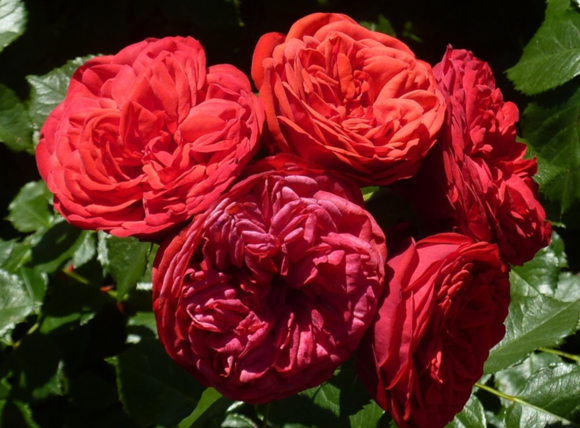 鋼琴、鋼琴系列