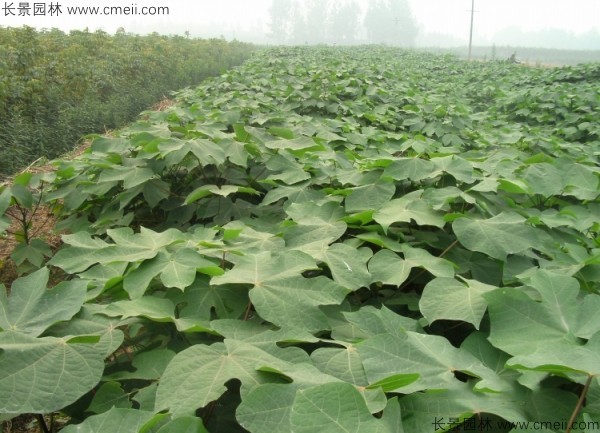 青桐種子發芽出苗圖片 青桐種子發芽出苗圖片