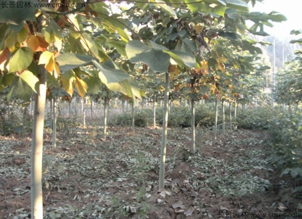 青桐種子發芽出苗圖片 青桐種子發芽出苗圖片