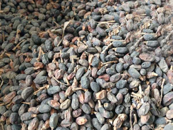 日本女貞種子圖片