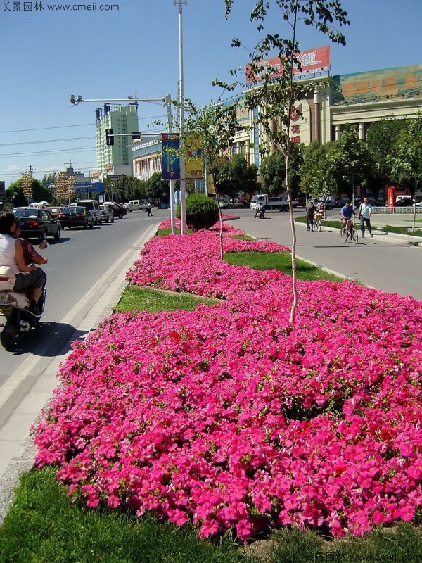 牽牛花種子發芽出苗開花圖片