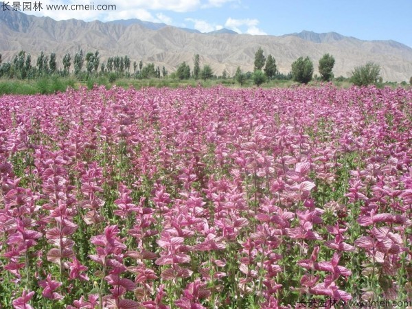 鼠尾草種子發芽出苗開花圖片 鼠尾草種子發芽出苗開花圖片