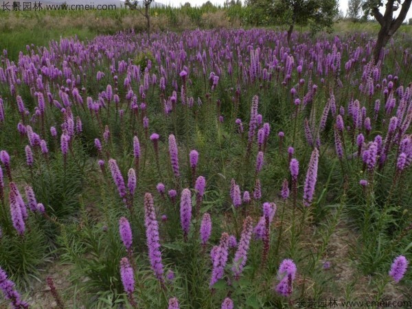 蛇鞭菊種子圖片 蛇鞭菊種子圖片