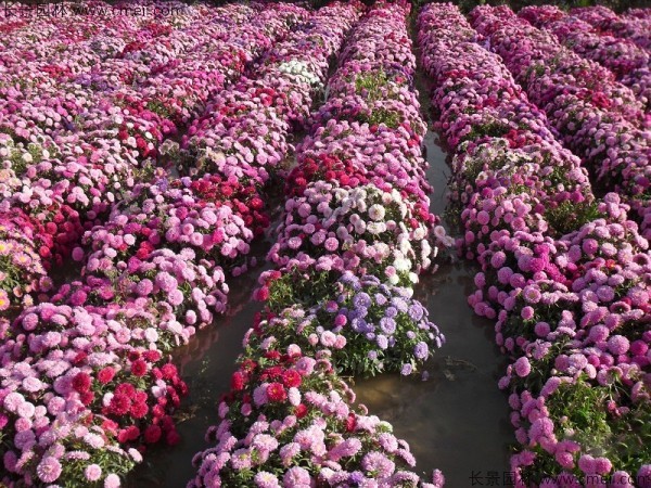 翠菊種子發芽出苗開花圖片 翠菊種子發芽出苗開花圖片