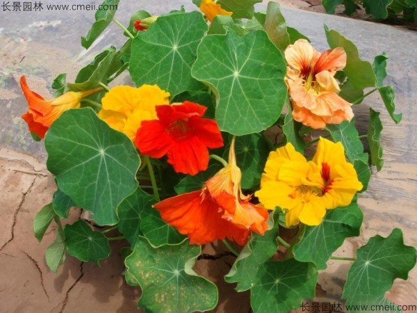 旱金蓮種子發芽出苗開花圖片 旱金蓮種子發芽出苗開花圖片