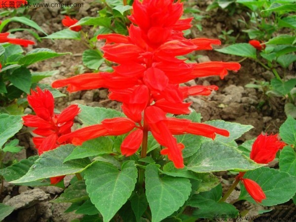 一串紅種子發芽出苗開花圖片