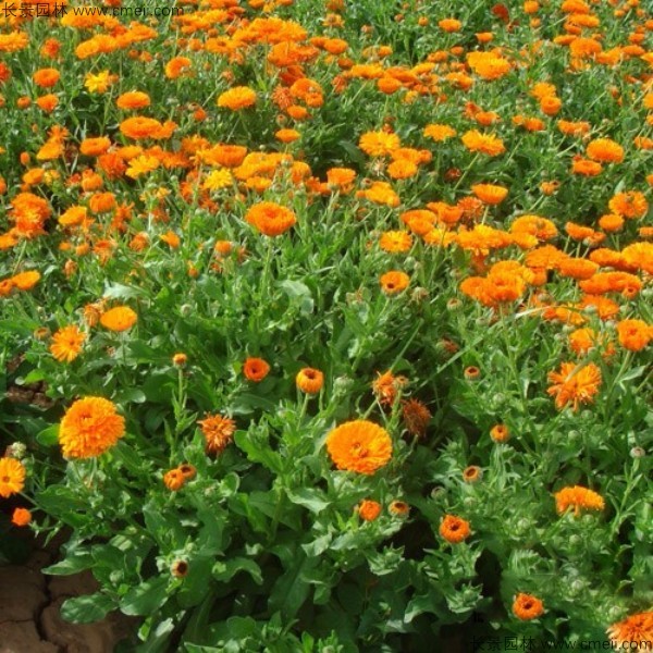 金盞菊種子發芽出苗開花圖片 金盞菊種子發芽出苗開花圖片