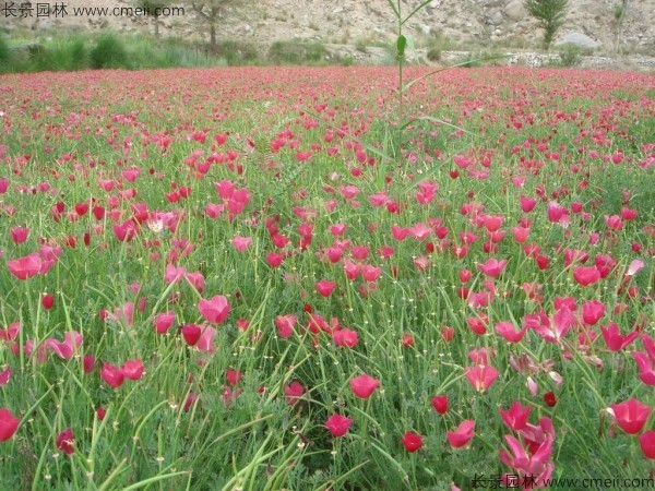 花菱草種子發芽出苗開花圖片 花菱草種子發芽出苗開花圖片