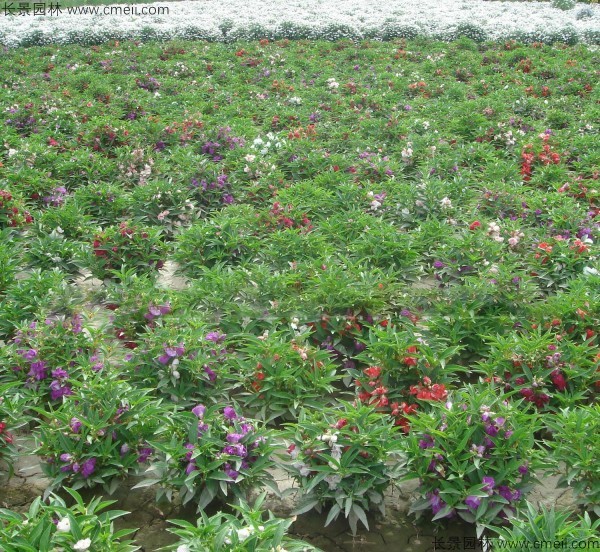 指甲花種子發芽出苗開花圖片 指甲花種子發芽出苗開花圖片