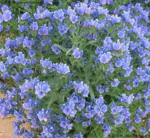 藍薊種子發芽出苗開花圖片 藍薊種子發芽出苗開花圖片