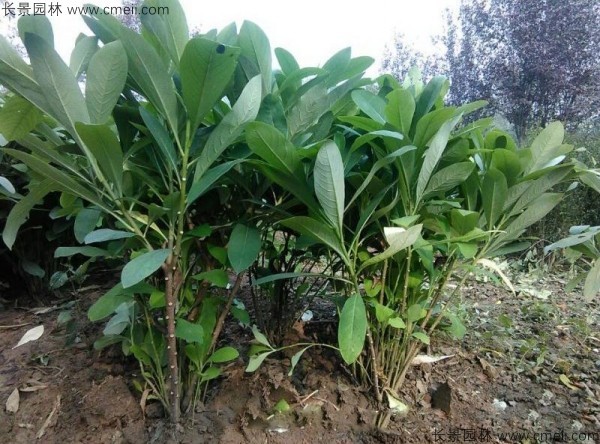 結香種子發(fā)芽出苗圖片