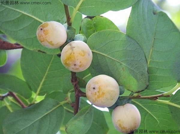 軟棗種子發芽出苗圖片