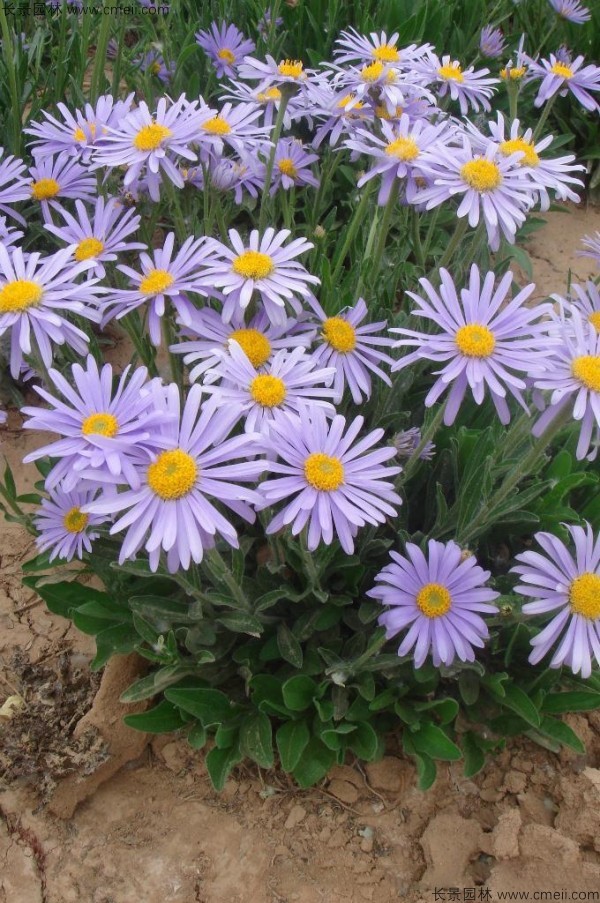 荷蘭菊種子發芽出苗開花圖片 荷蘭菊種子發芽出苗開花圖片