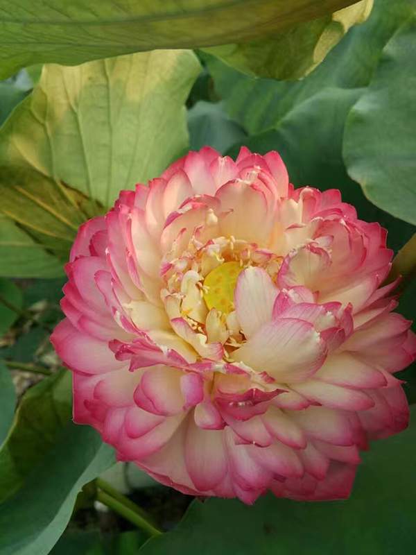 荷花種植基地實拍優質品種類