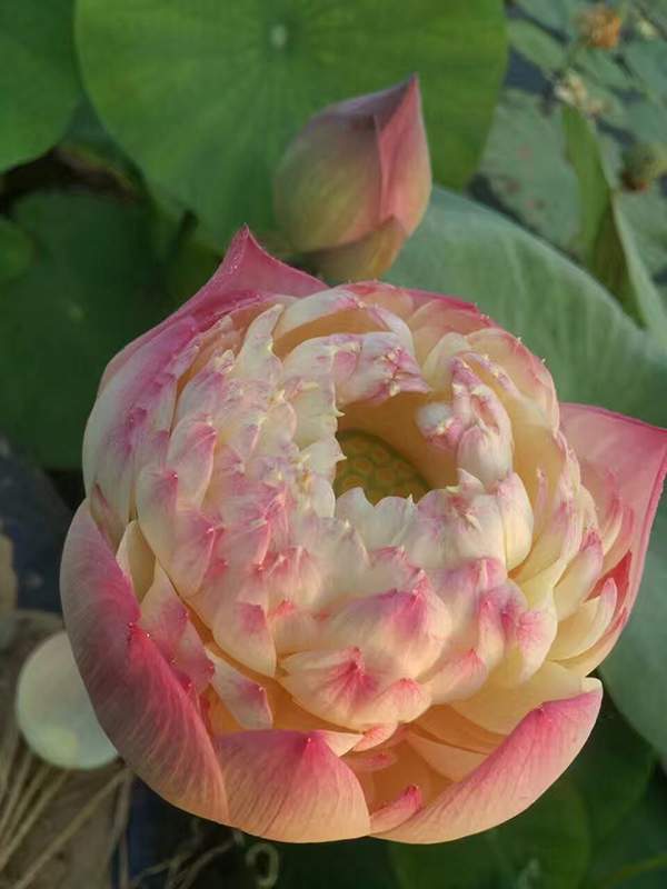 荷花種植基地實拍優質品種類