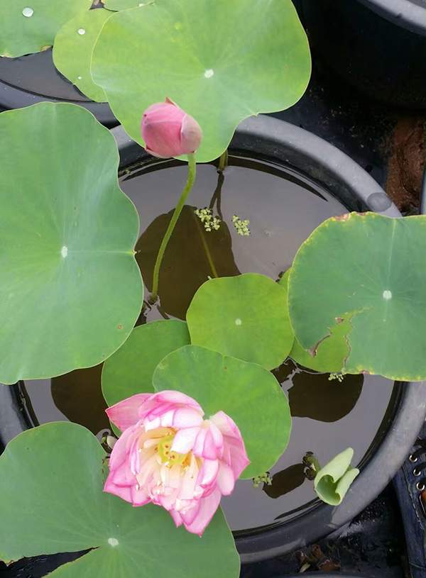 荷花種植基地實拍優質品種類盆栽