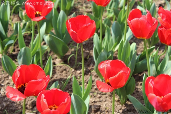 郁金香開花圖片 郁金香開花圖片