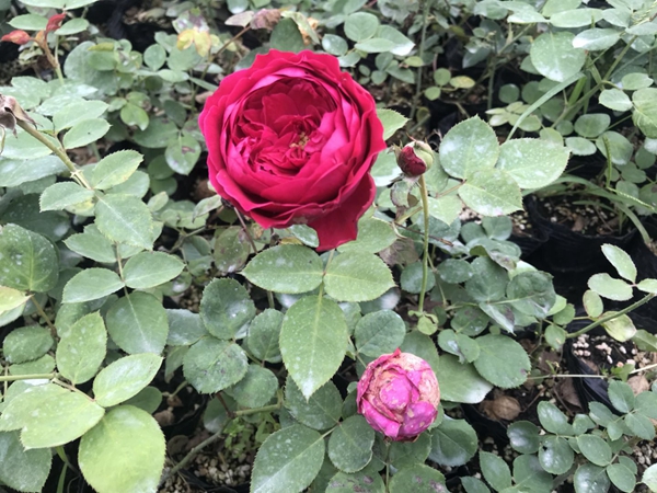 紅色的龍沙寶石