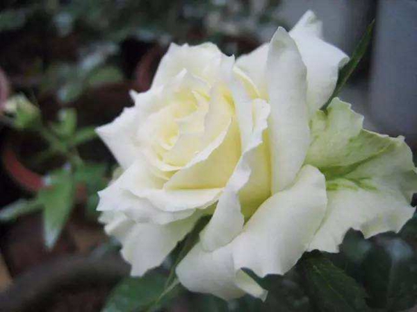 江蘇沭陽歐月基地照片