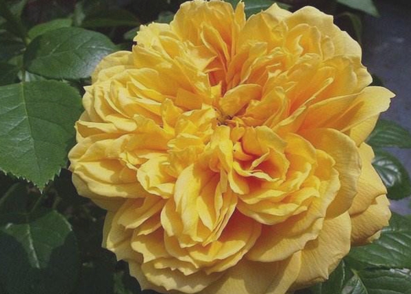 沭陽長景園林歐月基地