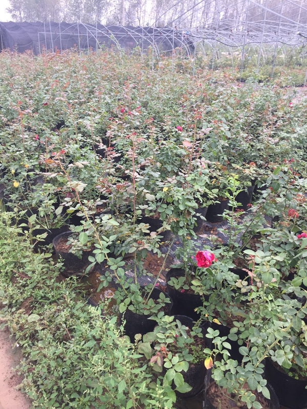 長(zhǎng)景園林紅色達(dá)芬奇照片