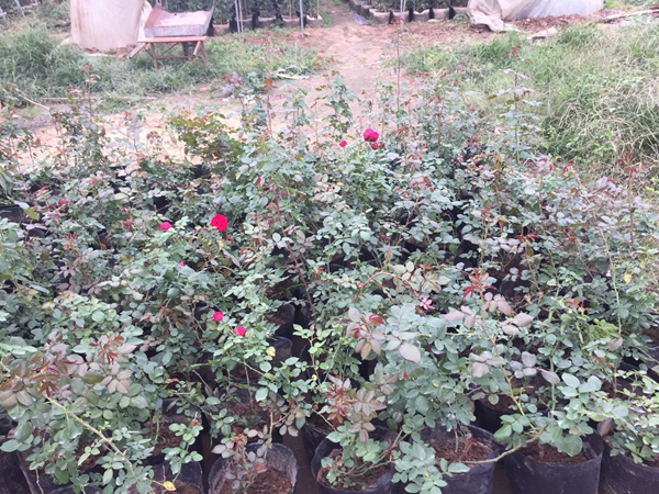 長(zhǎng)景園林紅色達(dá)芬奇照片