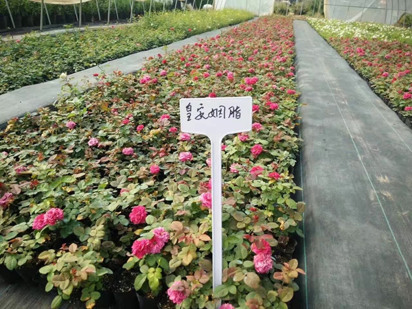 沭陽(yáng)歐月基地