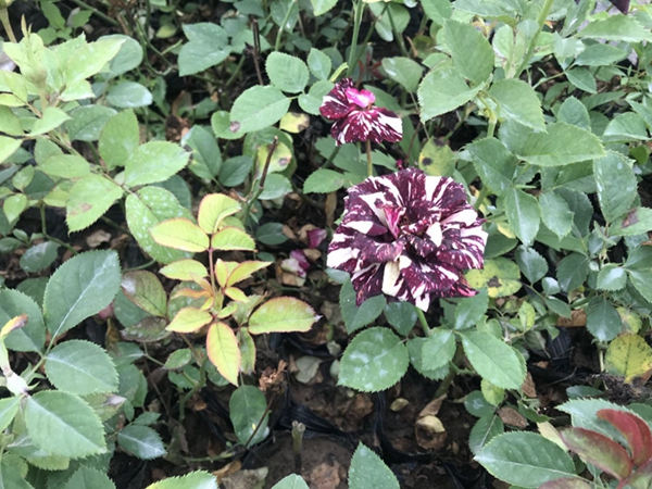 沭陽(yáng)歐月基地