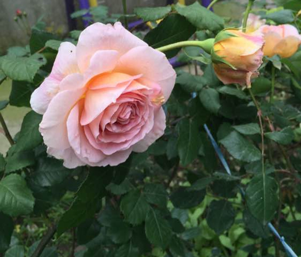 沭陽(yáng)歐月基地