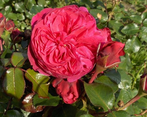 沭陽(yáng)歐月基地