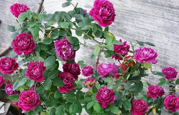 長景園林歐月基地