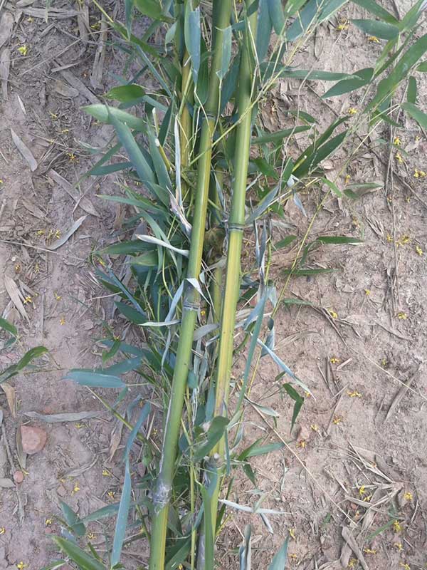 青竹苗竹子園林植物