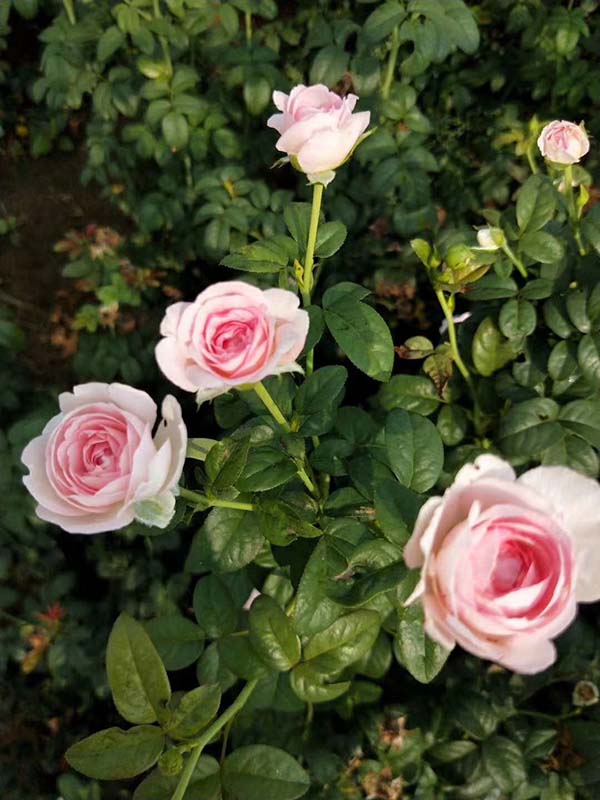 歐月小苗歐洲月季花苗 歐月小苗歐洲月季花苗