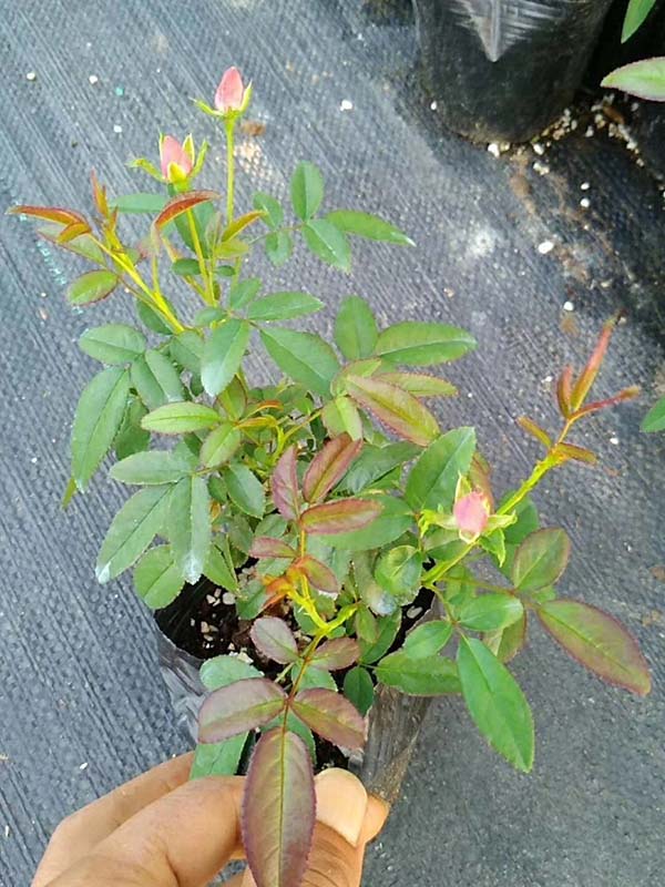 歐月小苗歐洲月季花苗 歐月小苗歐洲月季花苗