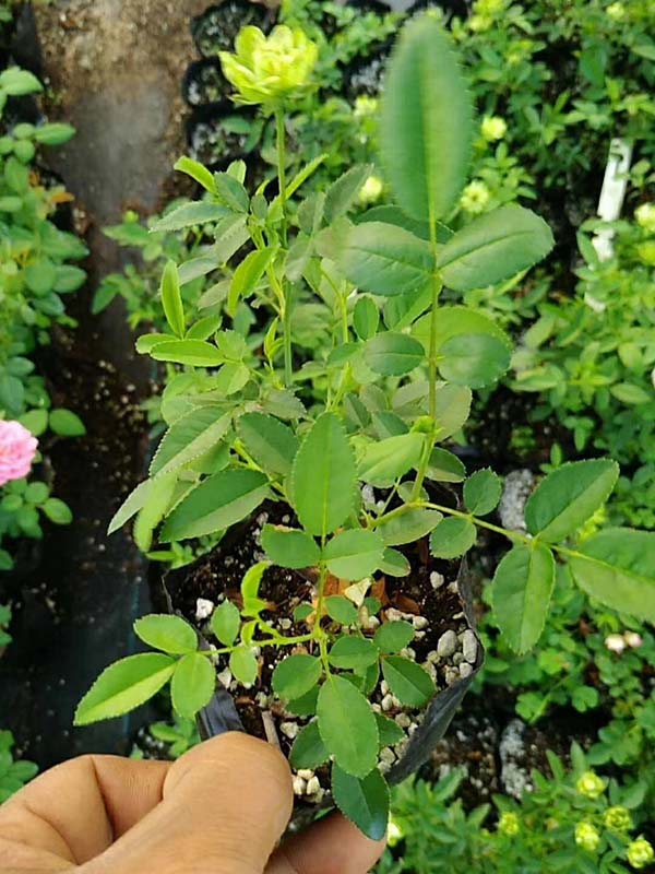 歐月小苗歐洲月季花苗 歐月小苗歐洲月季花苗