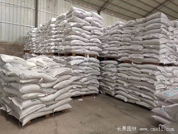 多倍體黑麥草種子 多倍體黑麥草種子