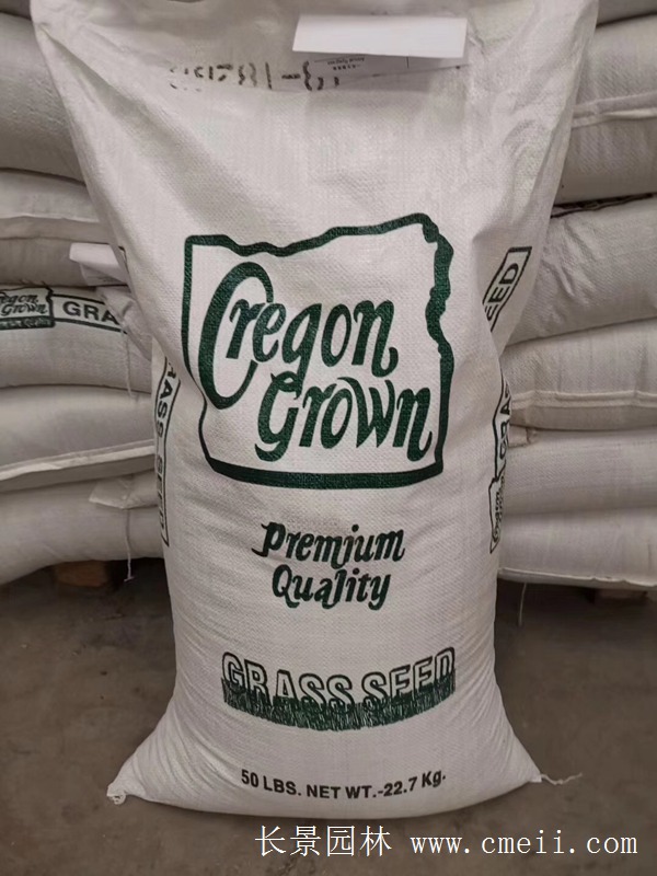 多倍體黑麥草種子 多倍體黑麥草種子