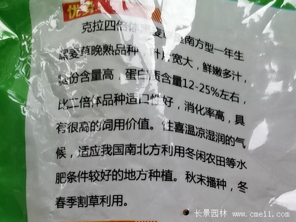 多倍體黑麥草種子 多倍體黑麥草種子