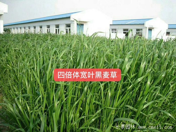 多倍體黑麥草 多倍體黑麥草