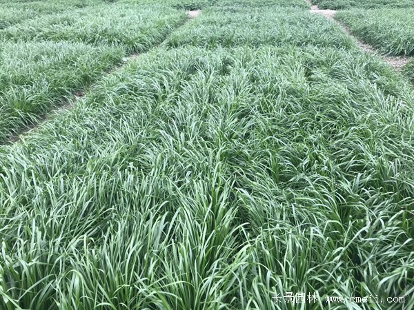 多倍體黑麥草 多倍體黑麥草