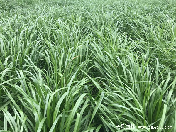 多倍體黑麥草 多倍體黑麥草