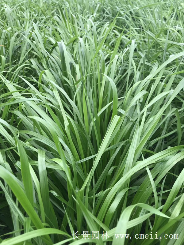 多倍體黑麥草 多倍體黑麥草